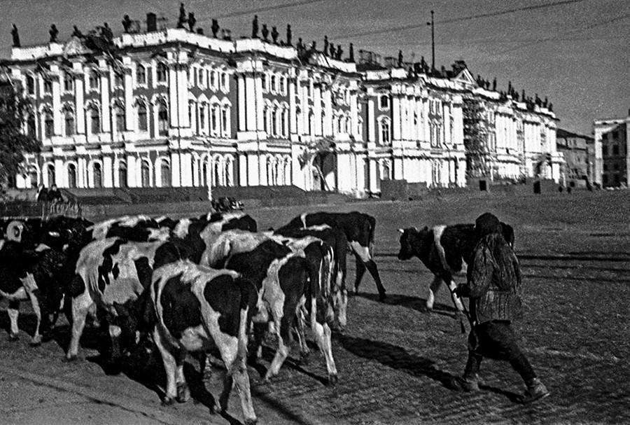 レニングラード、冬宮。前線から家畜を避難させてきた農民
