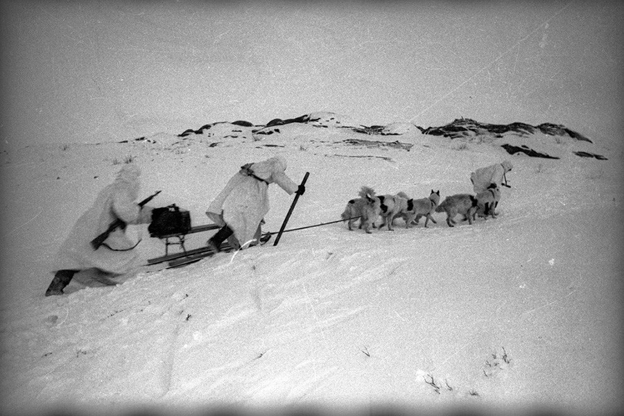 Des chiens militaires en mission dans l’Arctique

