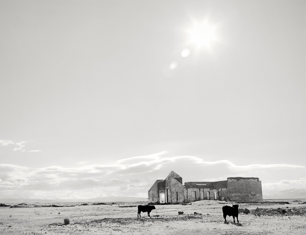 Deux bœufs paissant dans la steppe de Tchouïa
