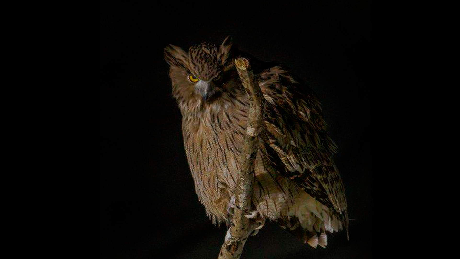 Blakiston’s fish owl