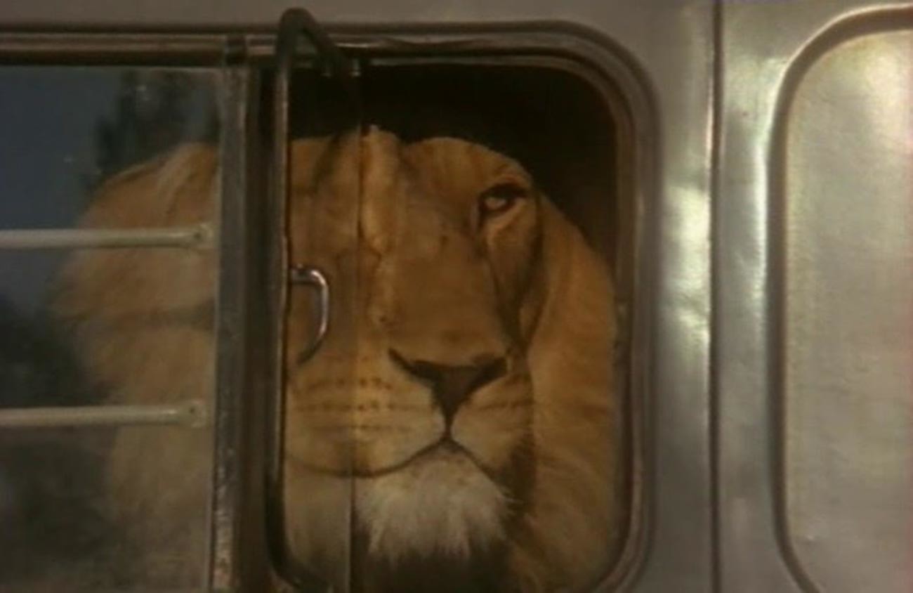 Una scena del film “Il leone se n’è andato di casa”
