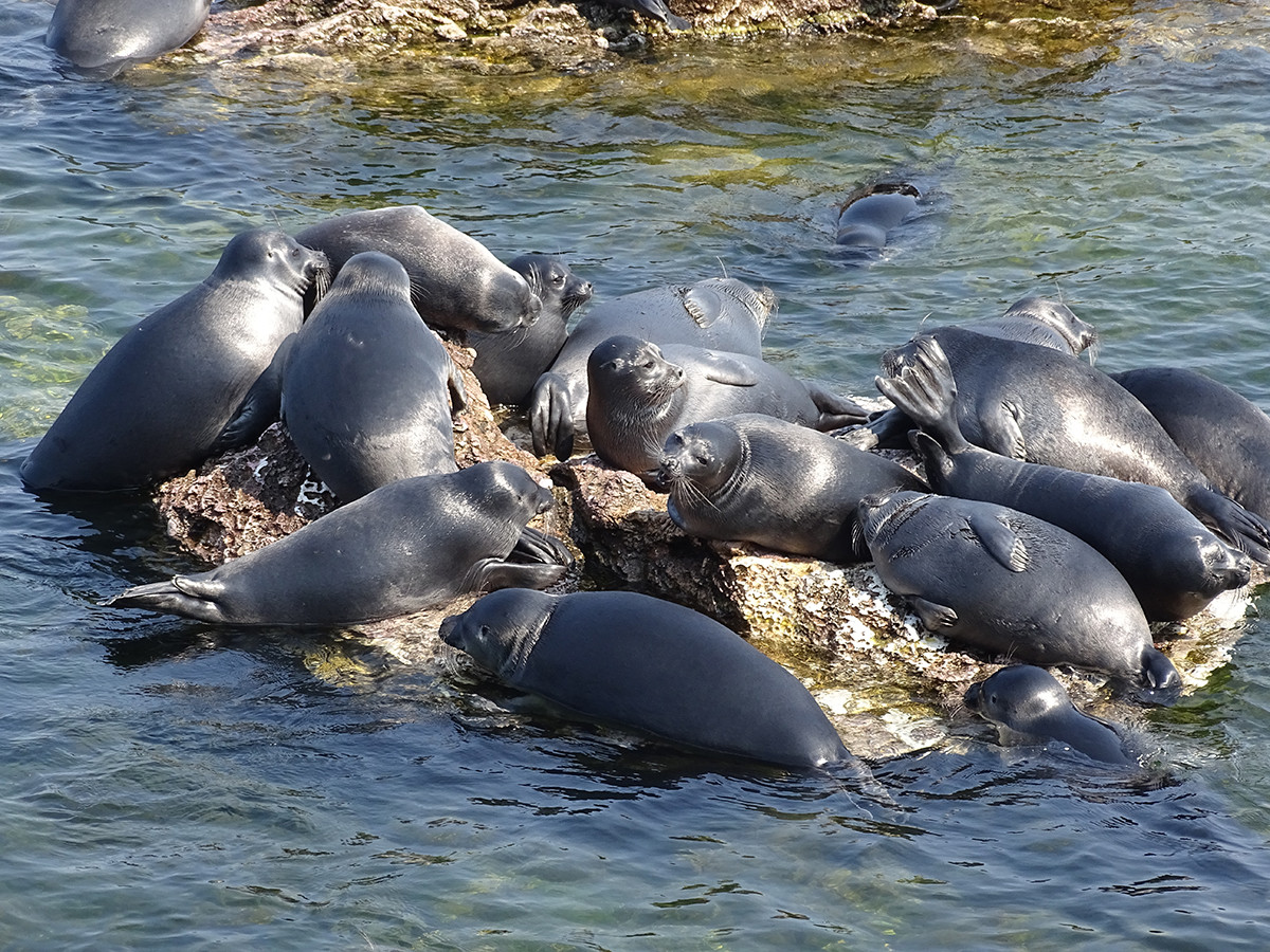 Sekawanan anjing laut menikmati kehangatan sinar matahari.