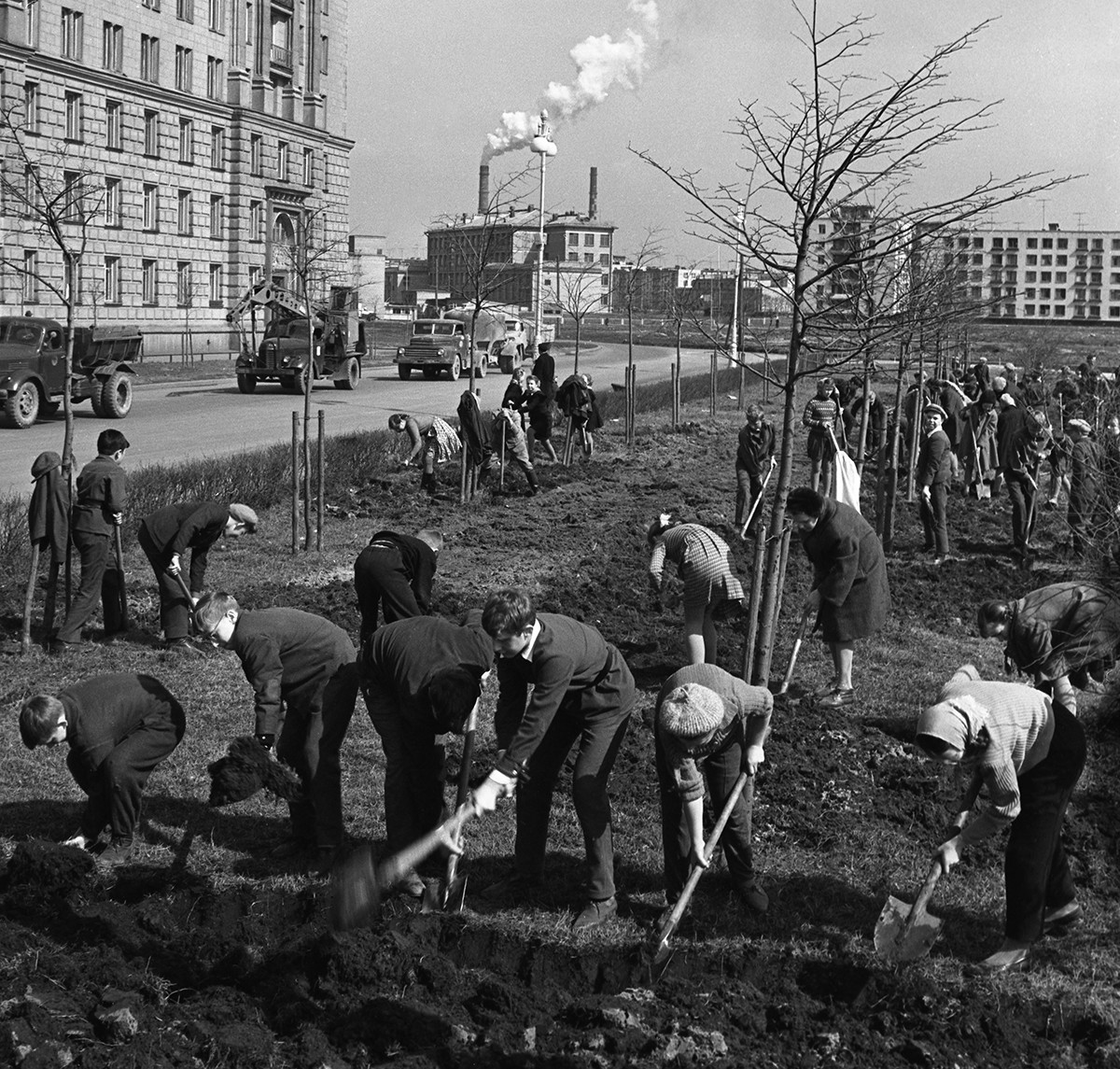 Soubbotnik à Moscou : des écoliers et professeurs plantent des arbres dans un square. 1964

