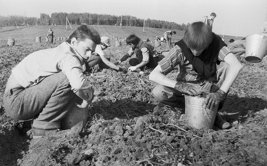 Studenti durante il “subbotnik”: la raccolta delle patate
