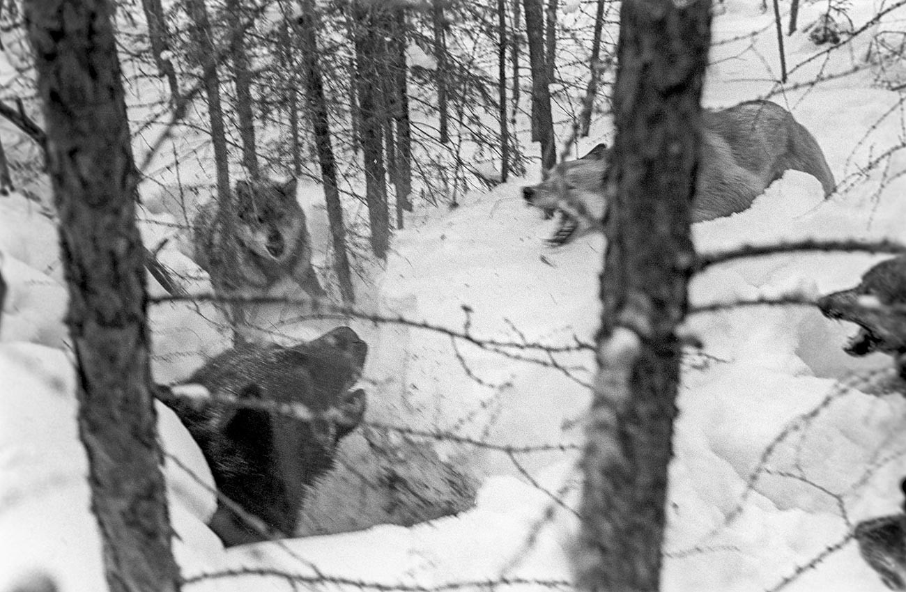 熊と猟犬が戦う、クラスノヤルスク地方にて