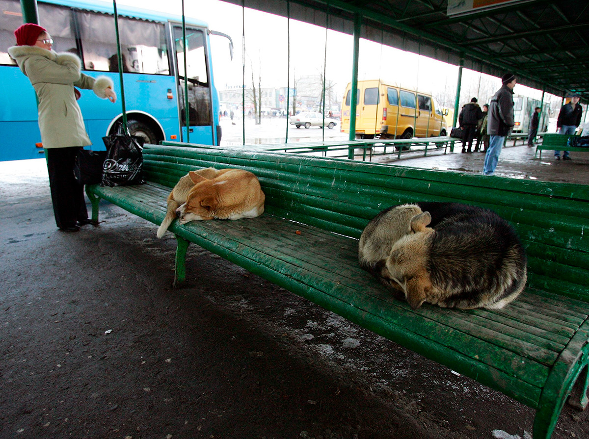 コストロマのバス停のベンチで眠る野良犬