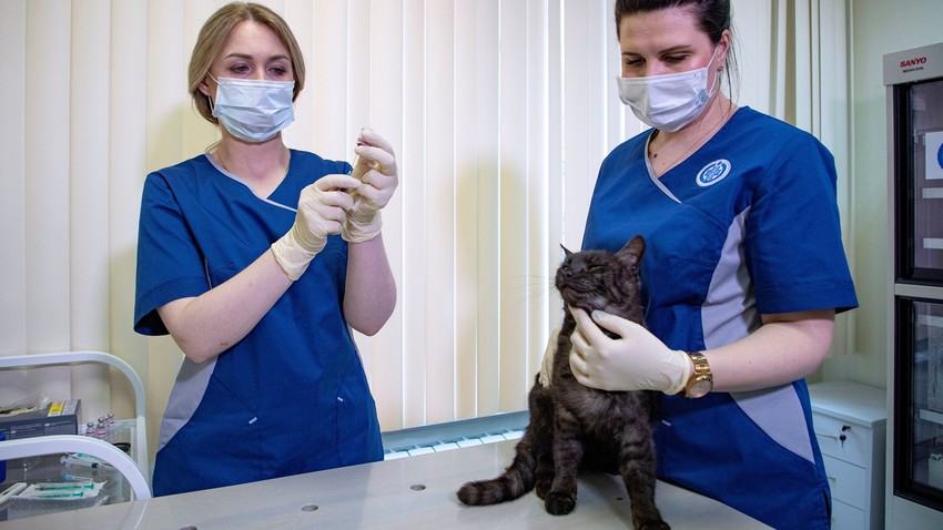 Gato recebe Carnivac-Cov em clínica de Moscou