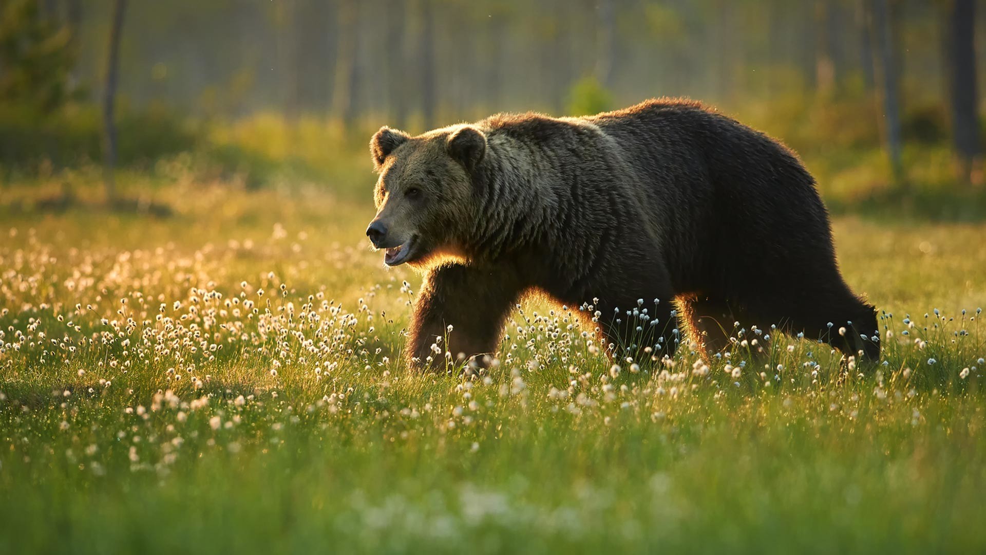 Ein junger Braunbär in freier Wildbahn.