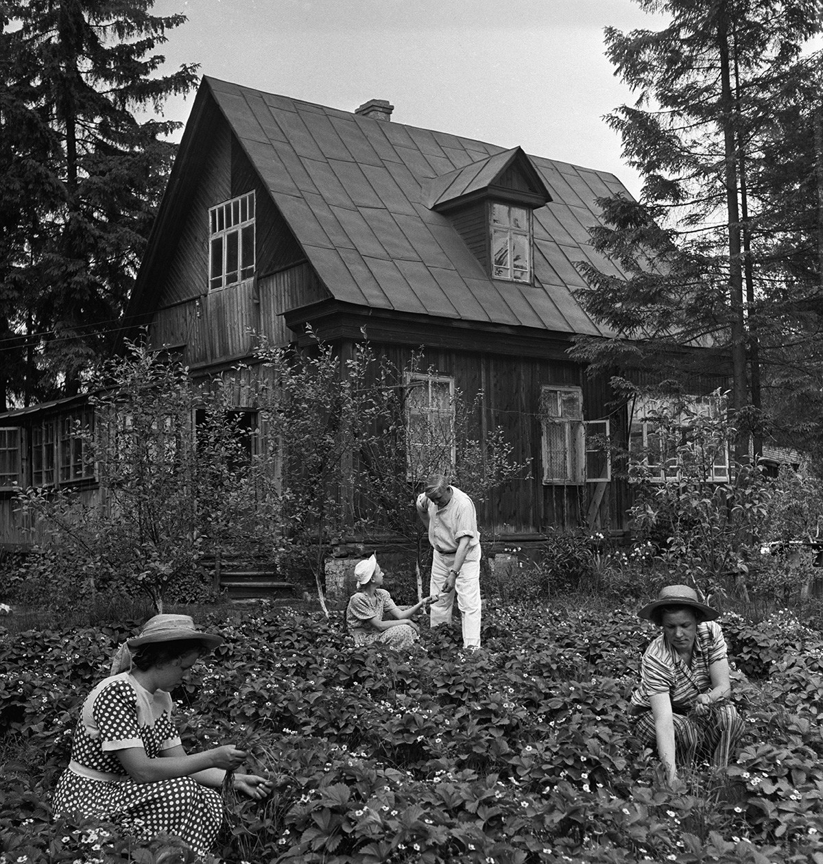 Семья рабочего на даче обрабатывает грядки с клубникой. 1953