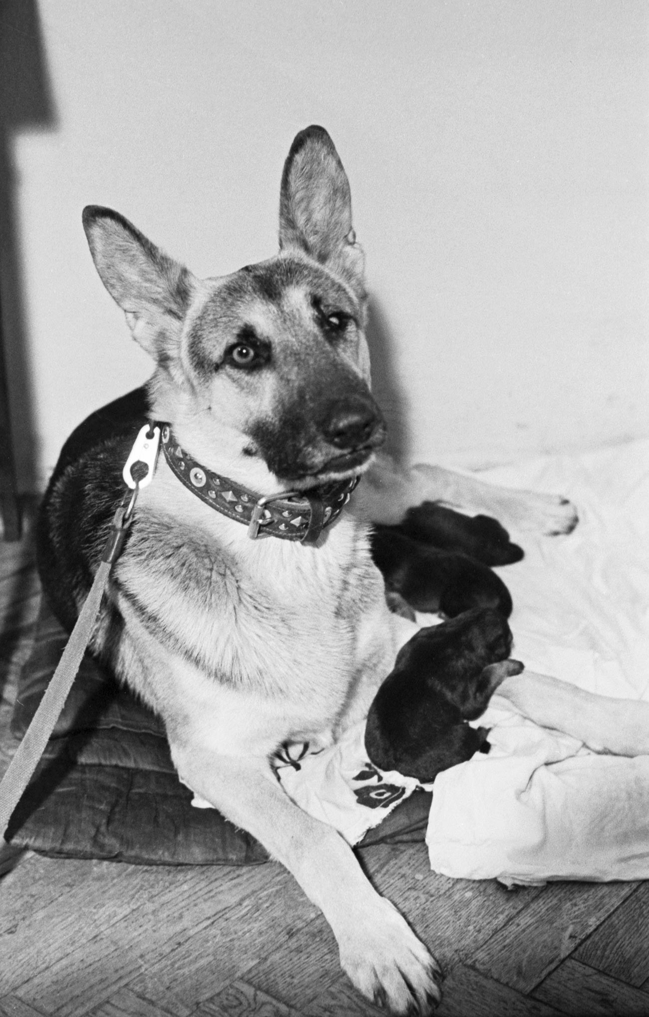 実在したパルマが子犬と一緒に、1976年