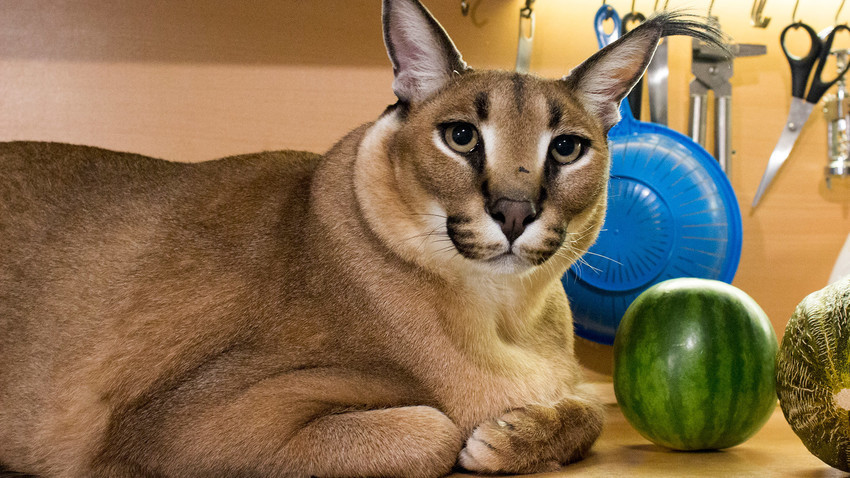 Big Floppa, el gato salvaje que se convirtió en un meme  En una casa  hogareña se encuentra la mascota más impresionante. Es Gosha, un caracal  domesticado. Juega y comparte con otros