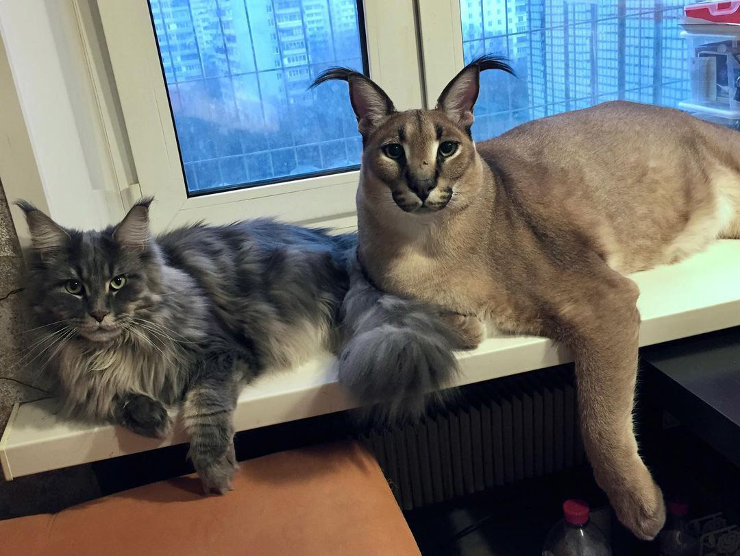 Big Floppa, el gato salvaje que se convirtió en un meme  En una casa  hogareña se encuentra la mascota más impresionante. Es Gosha, un caracal  domesticado. Juega y comparte con otros