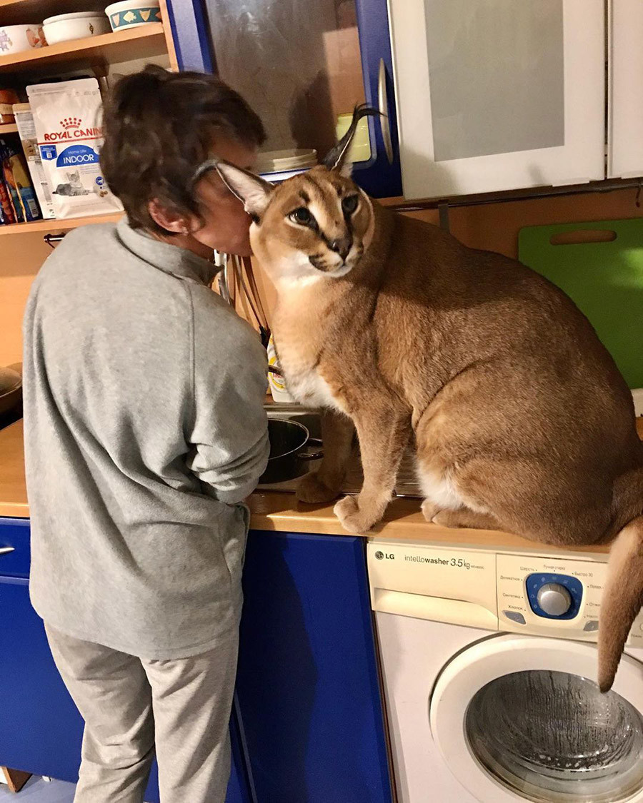 Big Floppa, el gato salvaje que se convirtió en un meme  En una casa  hogareña se encuentra la mascota más impresionante. Es Gosha, un caracal  domesticado. Juega y comparte con otros