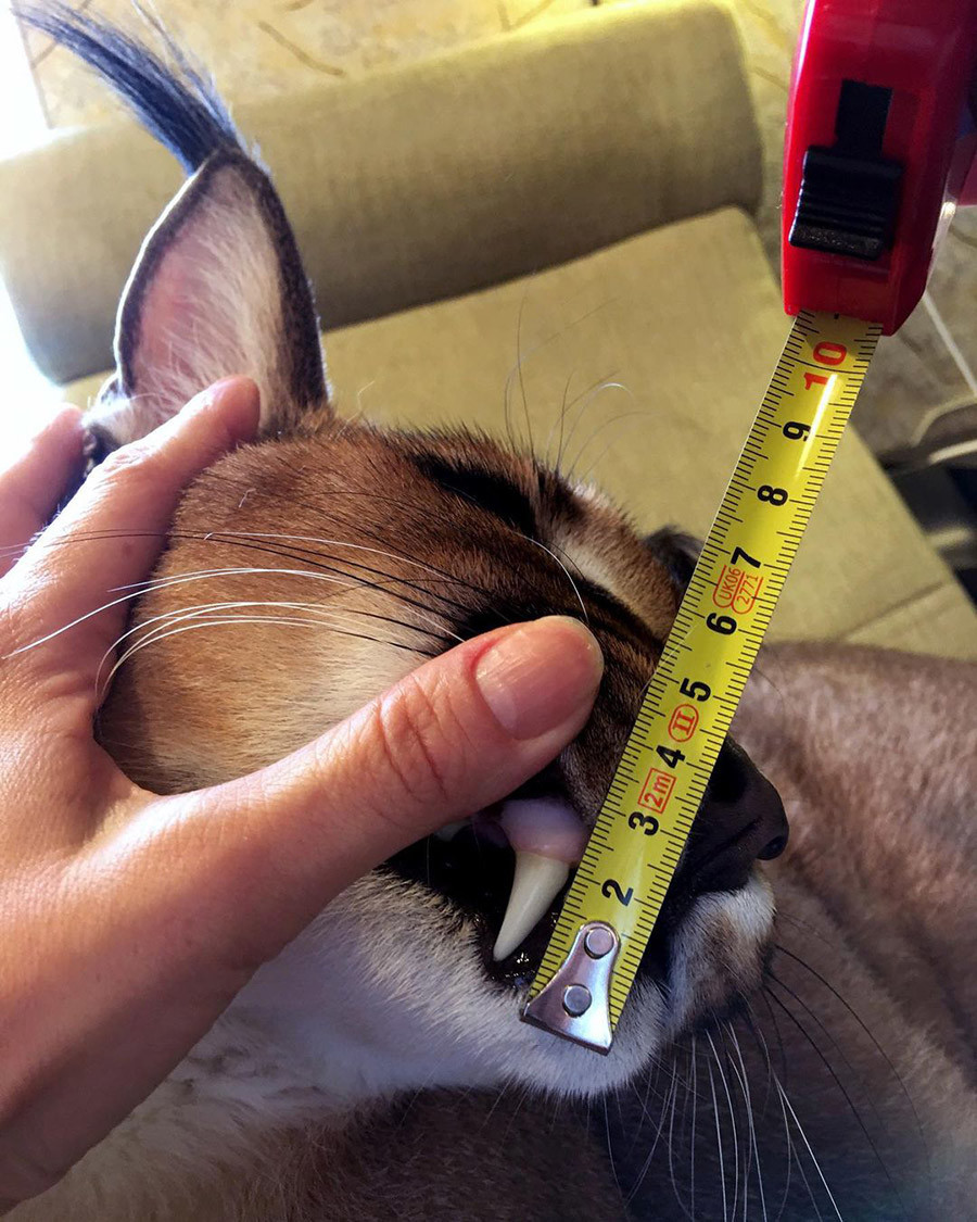 Conheça Big Floppa, um 'gato gigante' que ficou popular nas redes sociais
