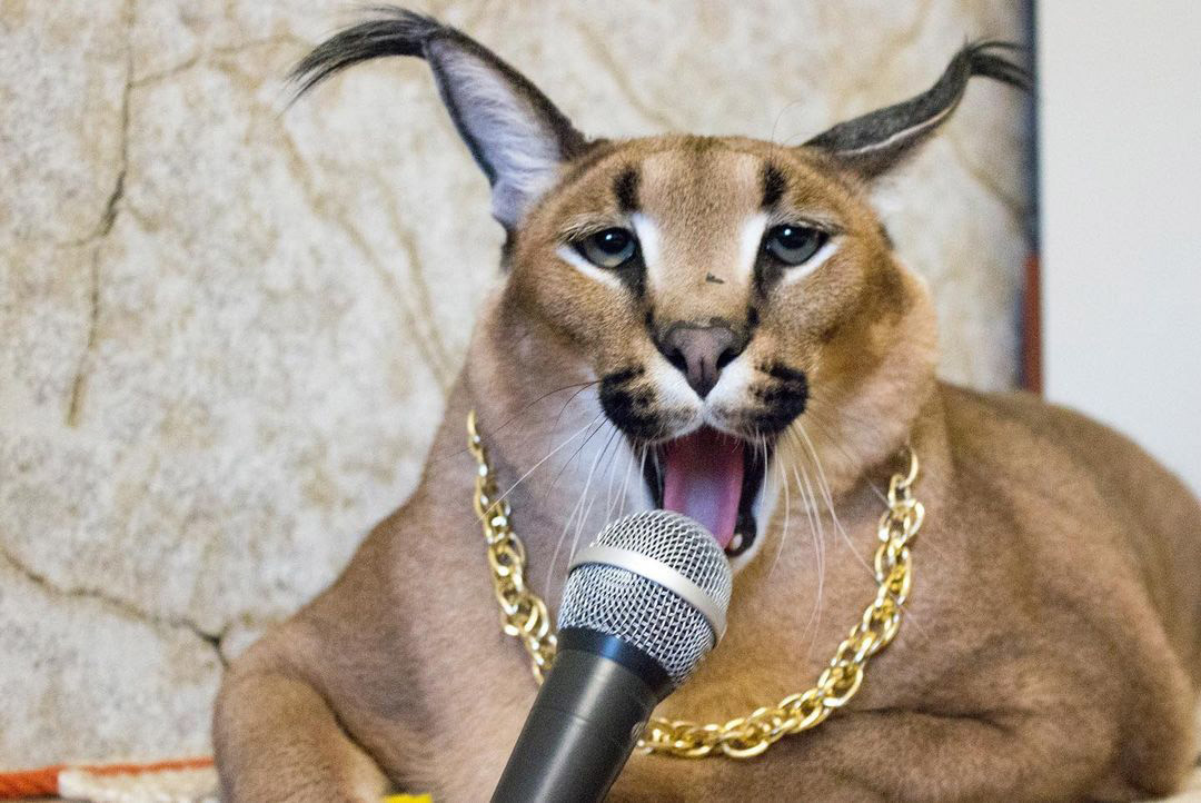 Precio de un Gato Caracal #floppa #viral 