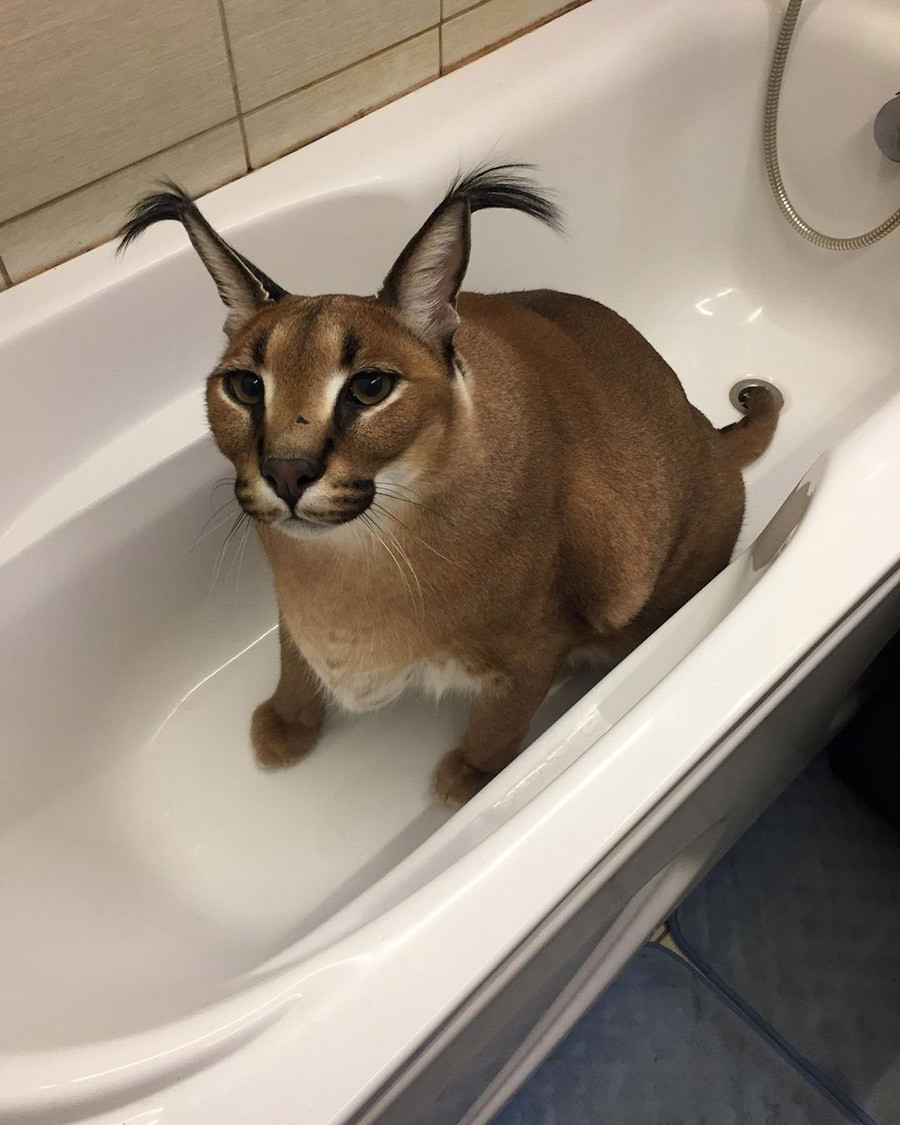 Caracal doméstico, la raza de gato más grande del mundo creada por