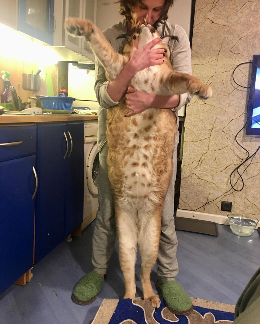 Big Floppa, el gato salvaje que se convirtió en un meme  En una casa  hogareña se encuentra la mascota más impresionante. Es Gosha, un caracal  domesticado. Juega y comparte con otros