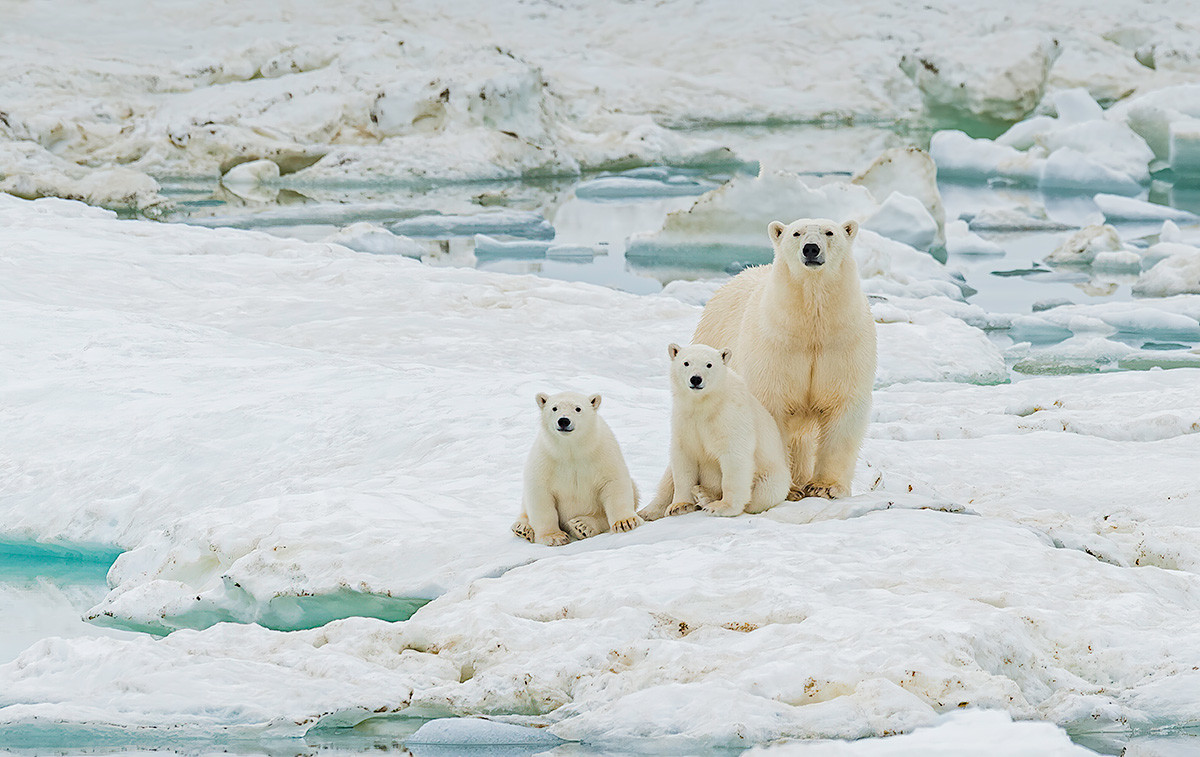Bijeli (polarni) medvjed (Ursus maritimus) je mesožder koji živi uglavnom u Arktičkom krugu koji obuhvaća Arktički ocean. Otok Wrangela, Čukotski autonomni okrug, Rusija.