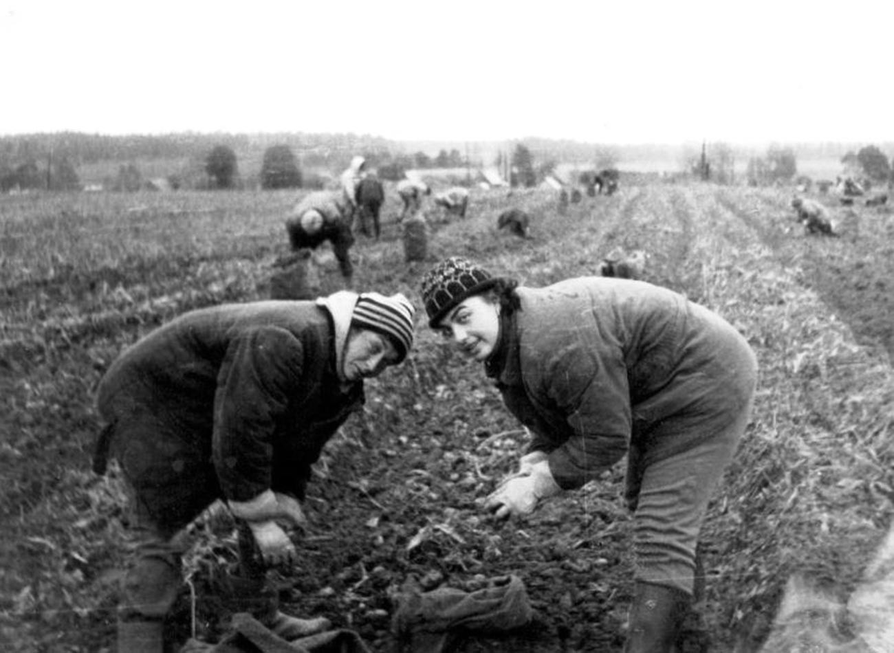 Mahasiswa Departemen Biologi Universitas Negeri Moskow menggali kentang.