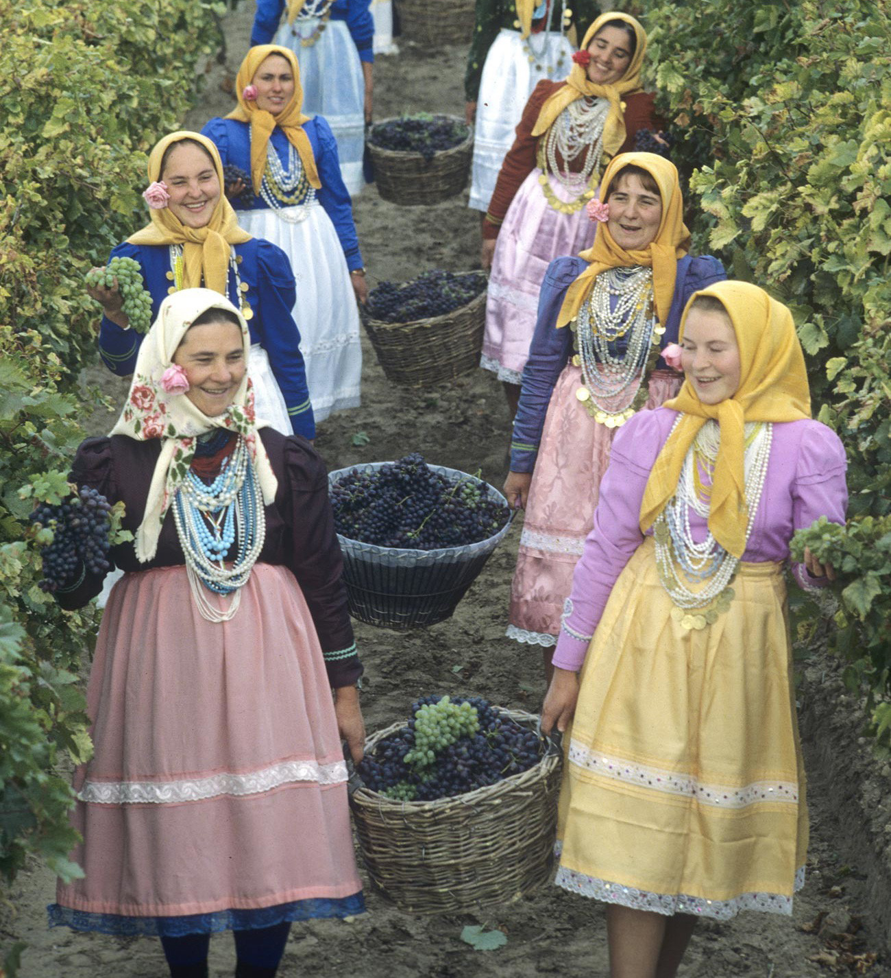 Panen anggur di salah satu desa Moldavia, 1982.