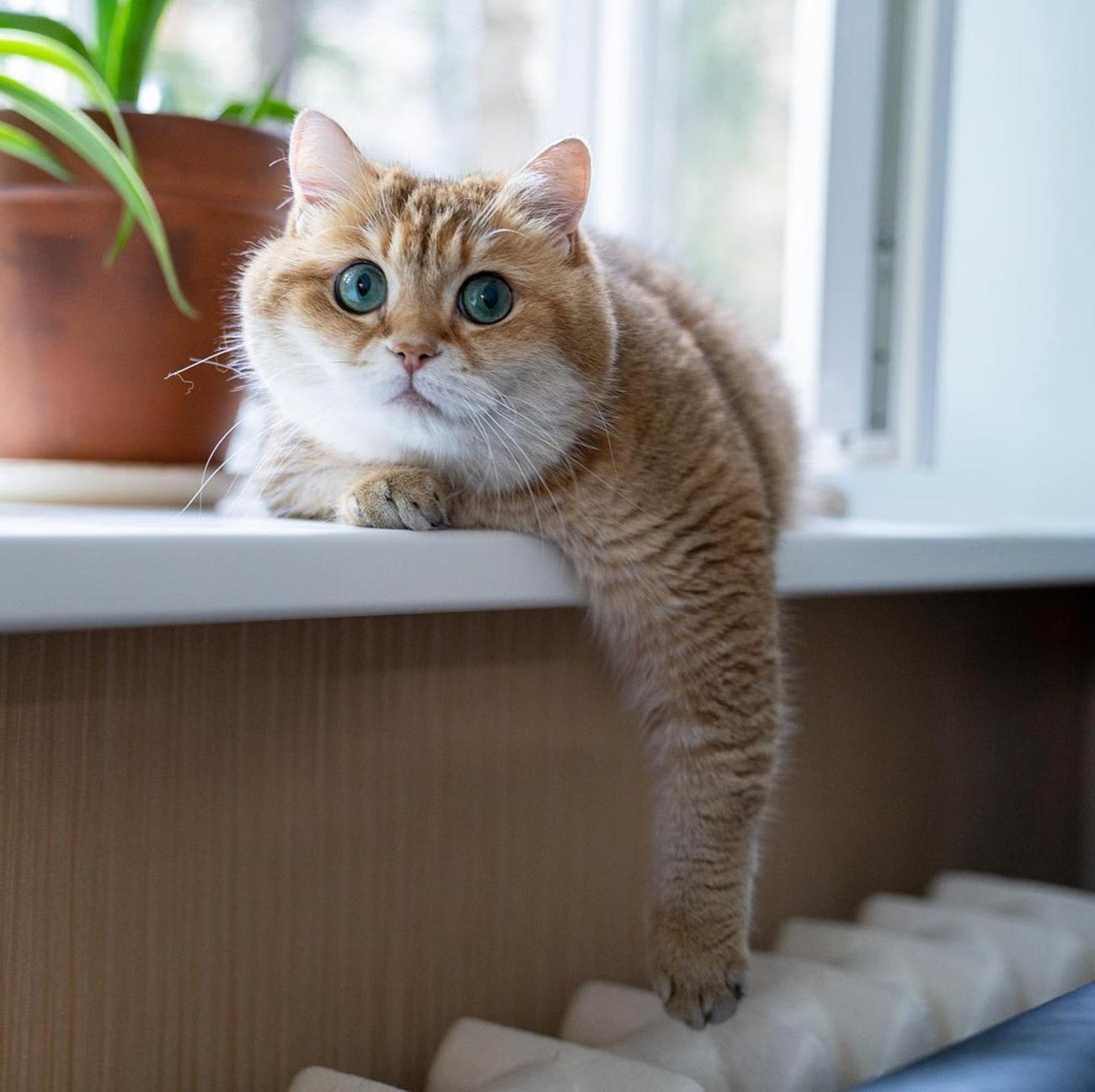 2 police officers have funny encounters with a cat and raccoon