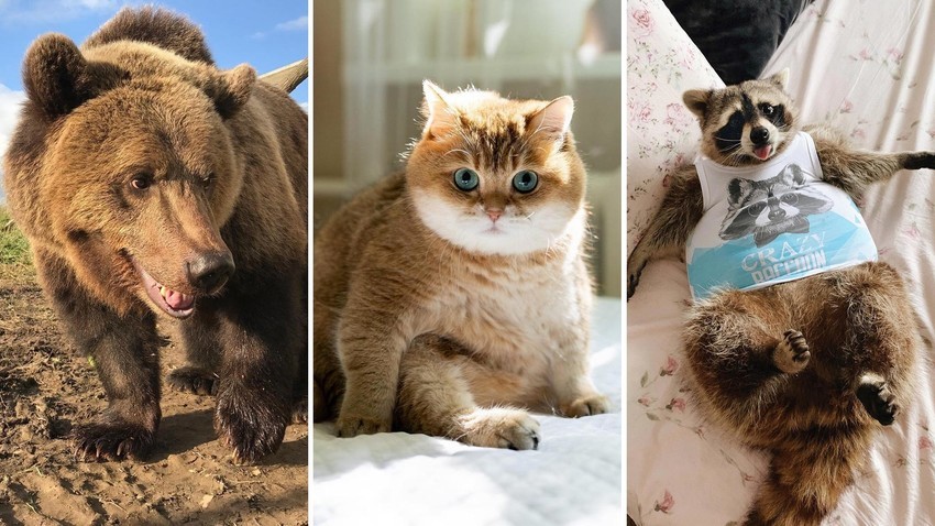 10 perfis de animais fofinhos para seguir no Instagram