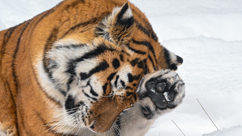 O tigre siberiano, veloz caçador em perigo de extinção