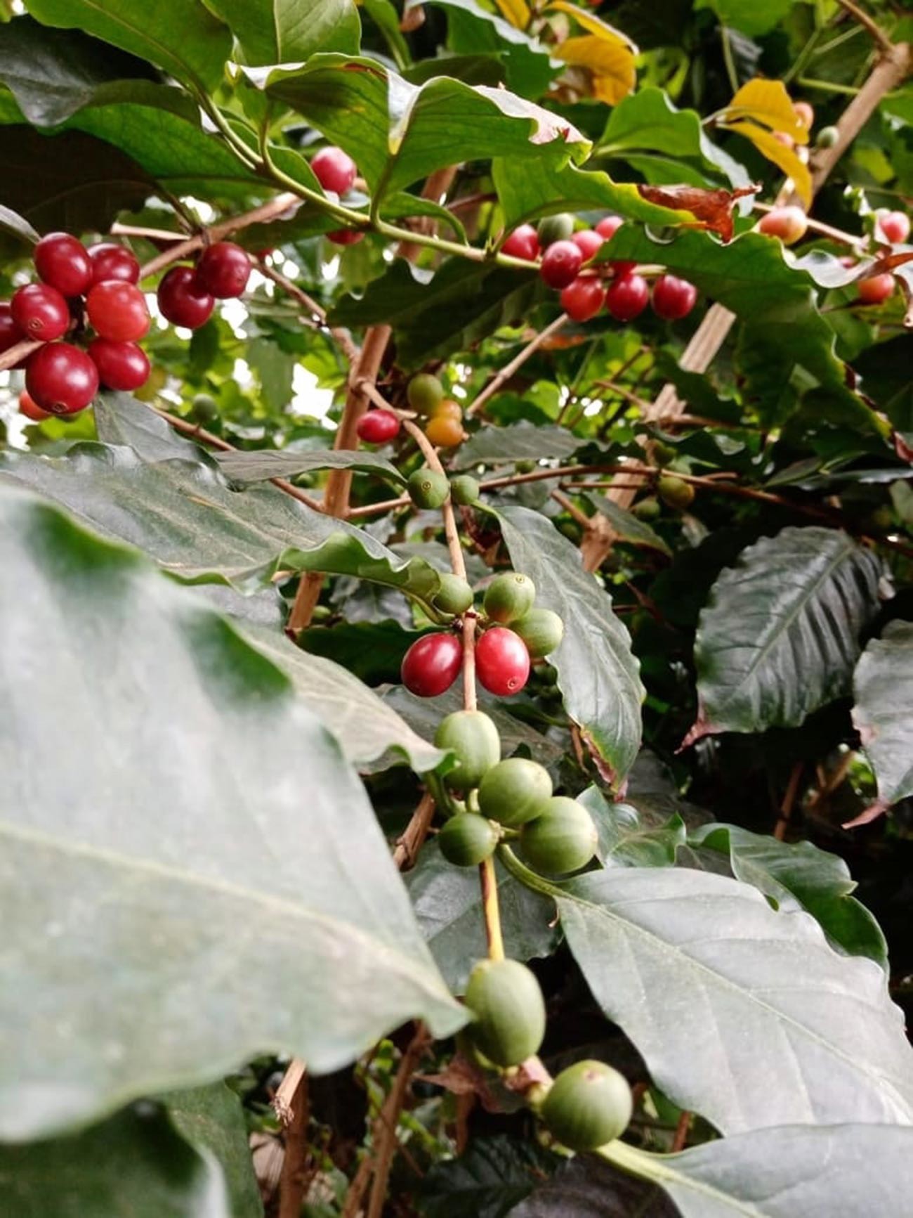 Kavovec s plodovi v botaničnem vrtu