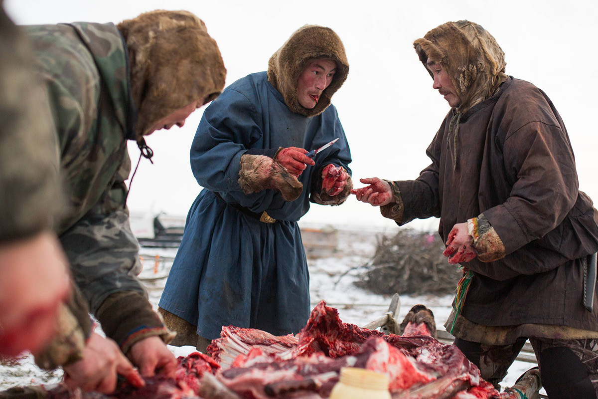 Nenecki moški si delijo sveže meso severnih jelenov v kampu, približno 200 km od Saleharda v Rusiji.