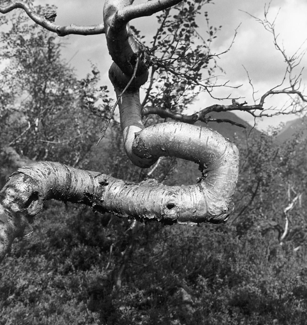 Pohon birch yang batangnya  dipelintir oleh angin utara. Foto ini diambil pada masa Soviet.