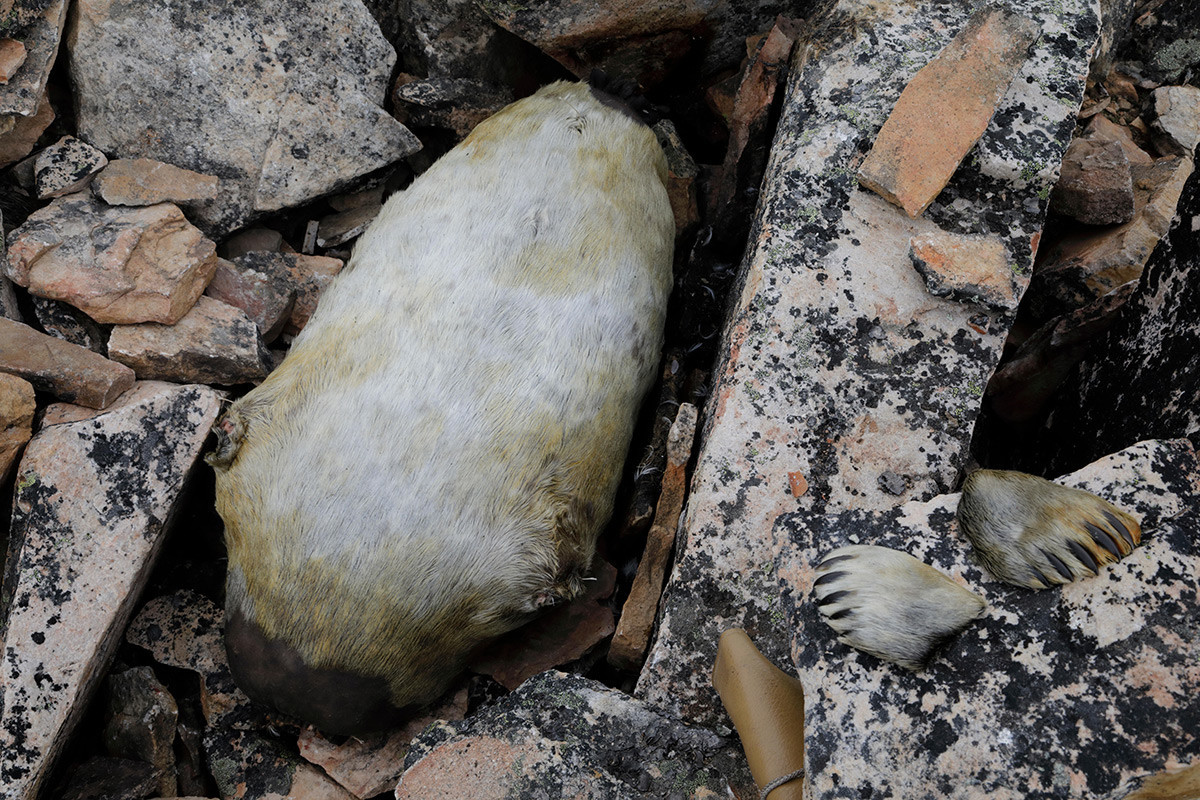 Polnjeni tjulnji, ki ležijo med skalami med fermentacijo majhnih njork, kiviak.
