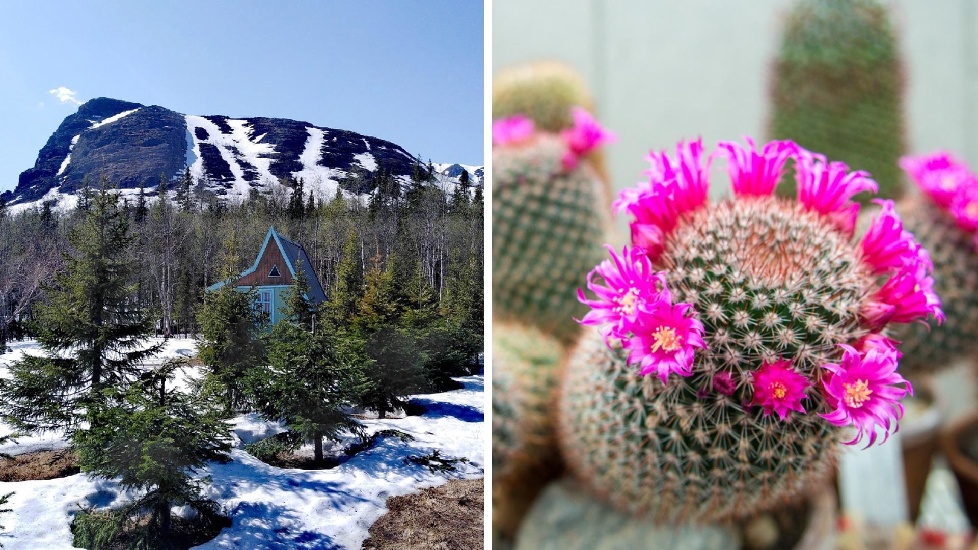 Pouvez-vous imaginer un cactus dans l'Arctique? Mais c'est la réalité !