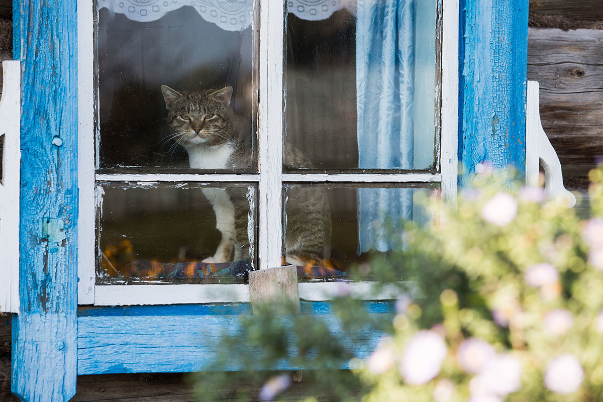 Russland. Region Omsk. 28. September 2016. Eine Katze in einem Haus im Dorf Korolenka, Bezirk Sedelnikowski.