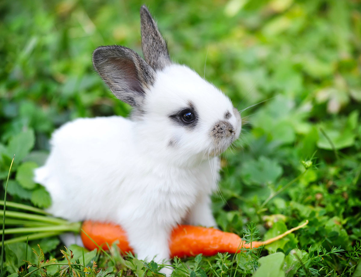 Зайчик морковь. Хиколь кролики. Милые кролики. Милый кролик. Кролик с морковкой.