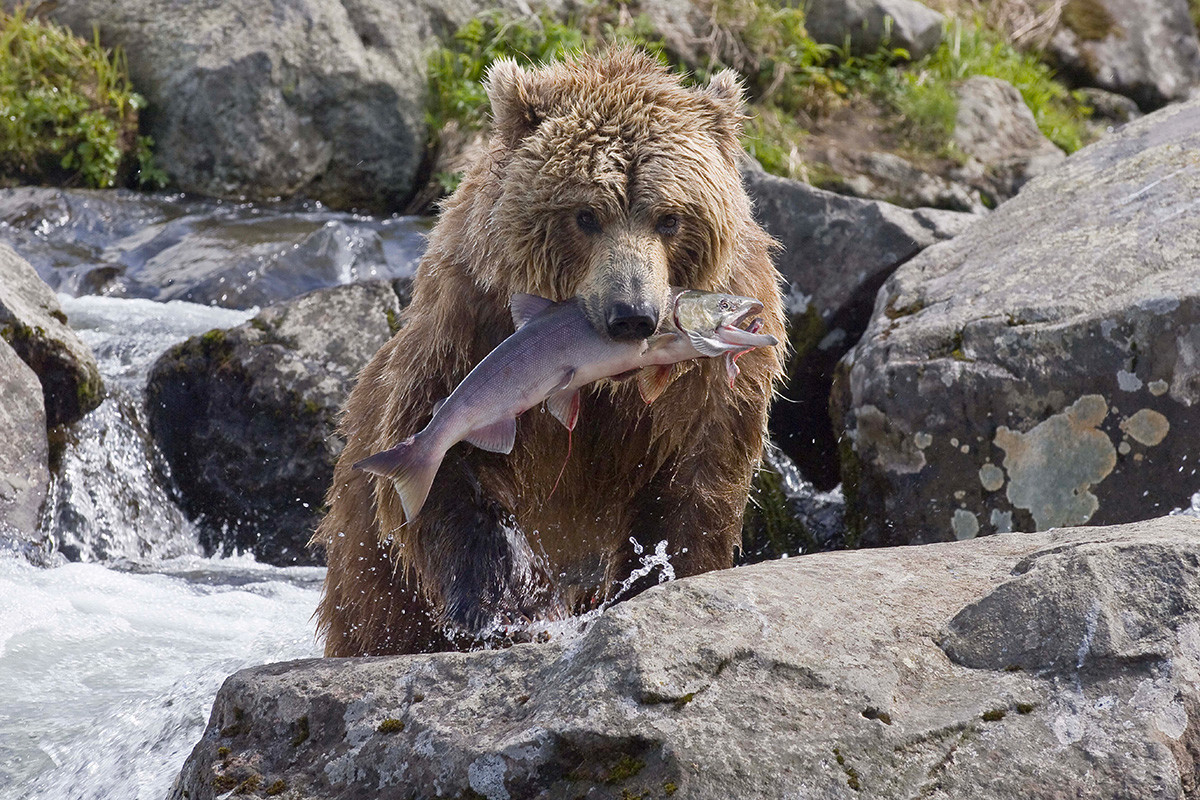 „Медвед и лосос на реци Камбаљнаја“, Јужнокамчатски резерват.