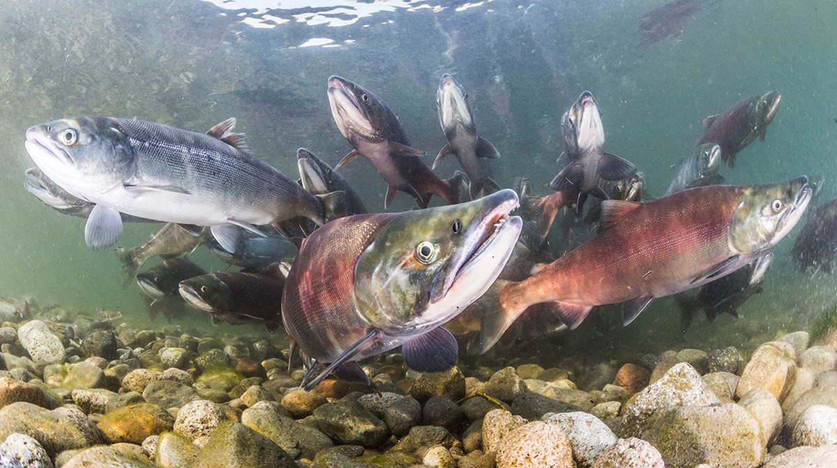 Aljaski crveni losos u Kurilskom jezeru. Južnokamčatski rezervat
