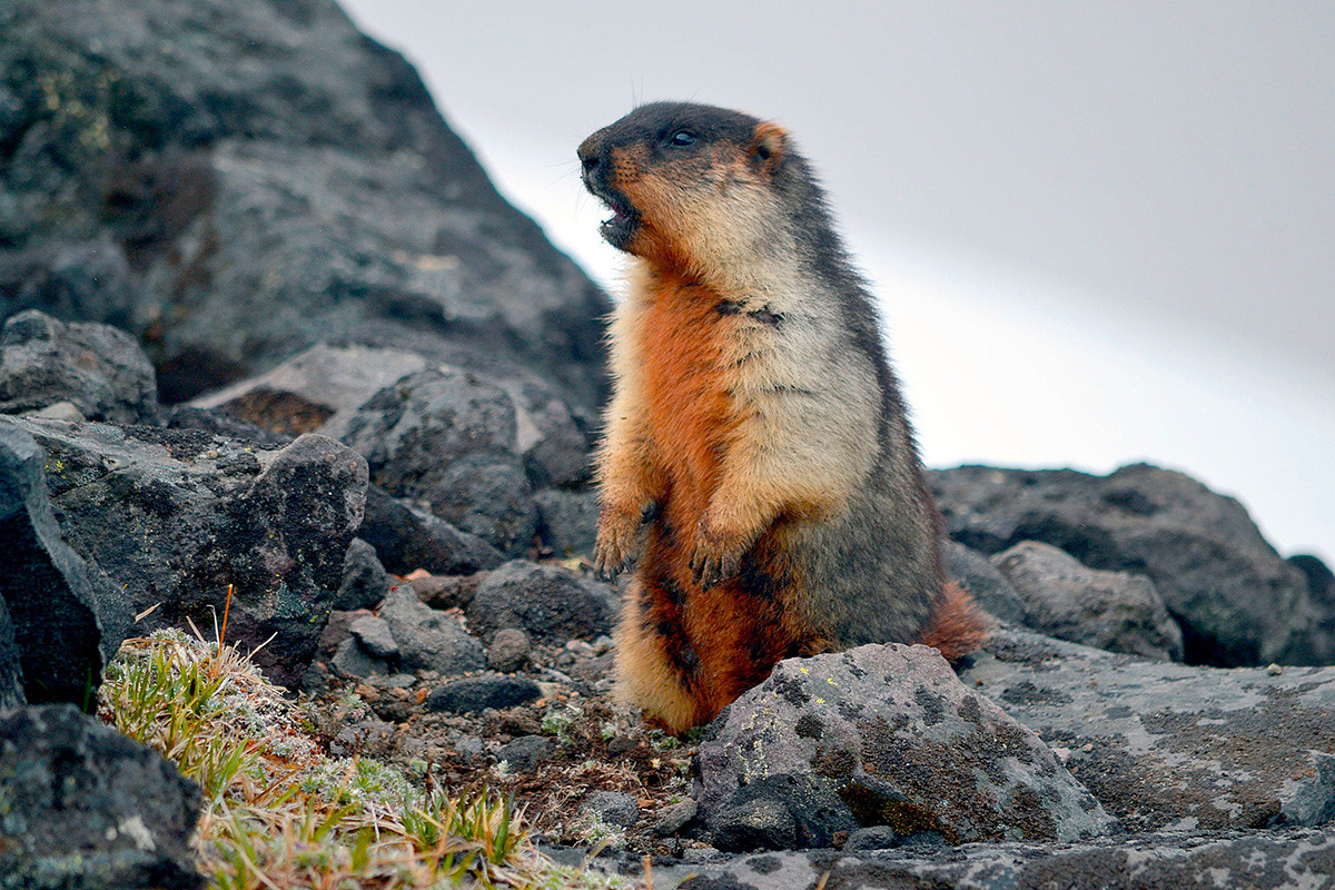 Marmotte à tête noire, Parc naturel Ioujno-Kamtchatski