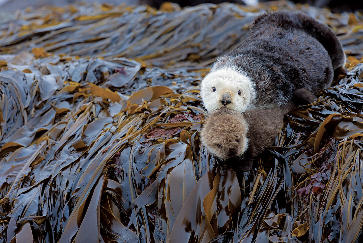 Loutre de mer