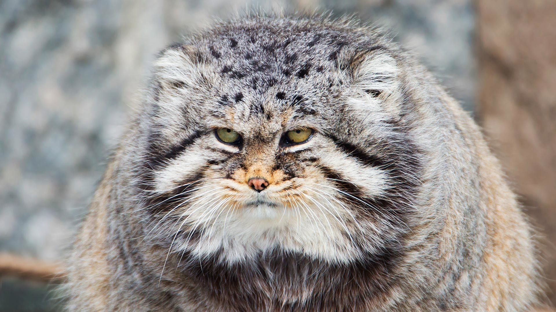 Fluffy big shop cat