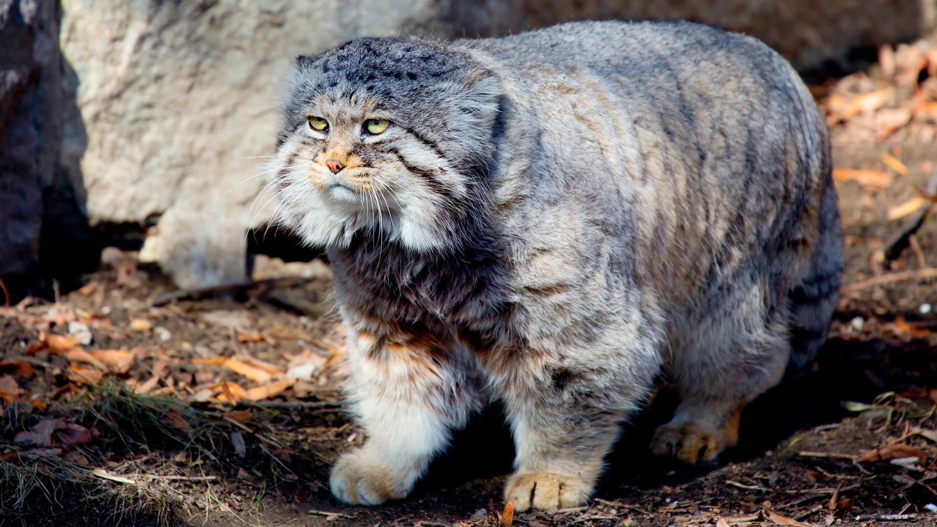 Pallus cat in Russian zoos  Pallas's cat, Cats, Cat in russian