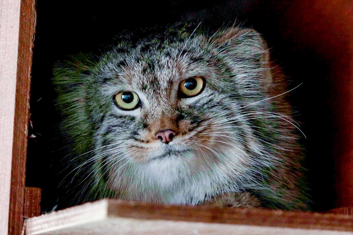 Manul kittens at the Moscow Zoo's Center for the Reproduction of the Rare Animal Species