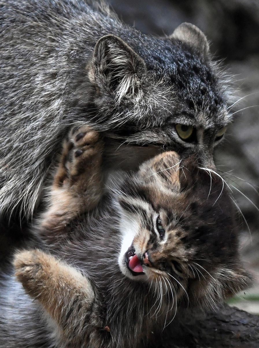 Why Is the Face of the Pallas' Cat So Expressive?