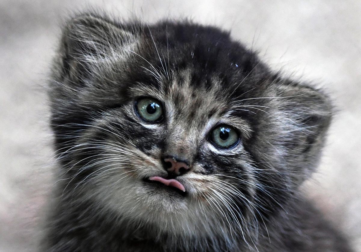 Manul kitten at the Novosibirsk Zoo