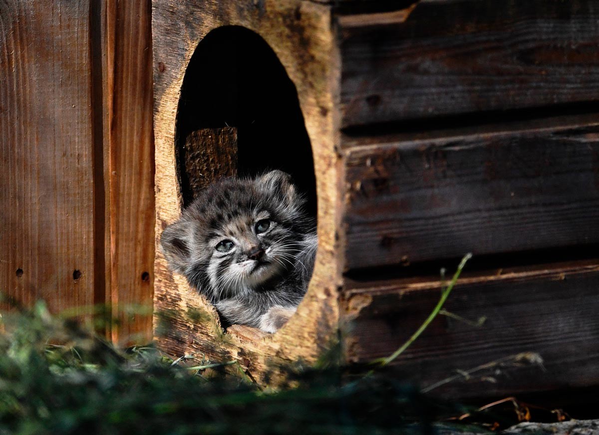 Manul kitten