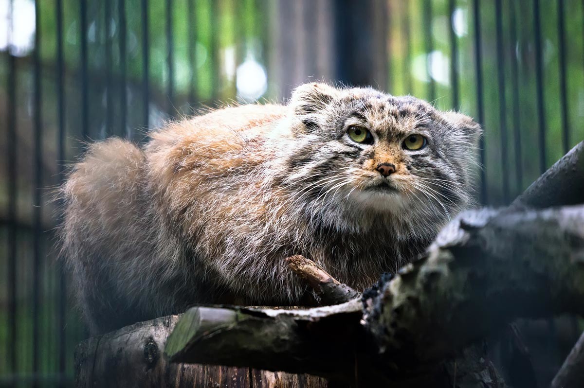 Larger cats often have similar pupils