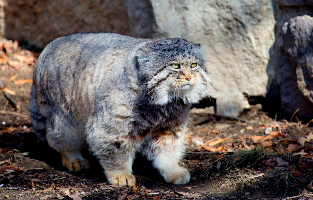 The Manul Cat Is The Most Expressive Cat In The World