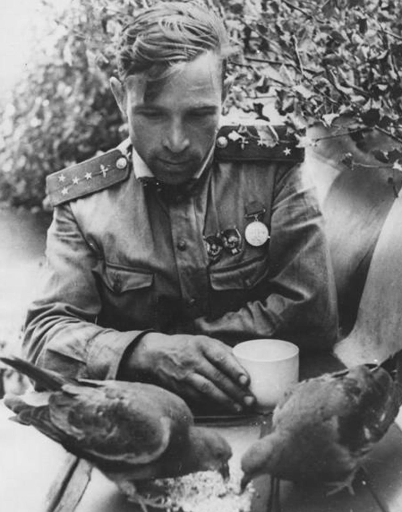 第二次世界大戦で赤軍の勝利に貢献した鳩たち ロシア ビヨンド
