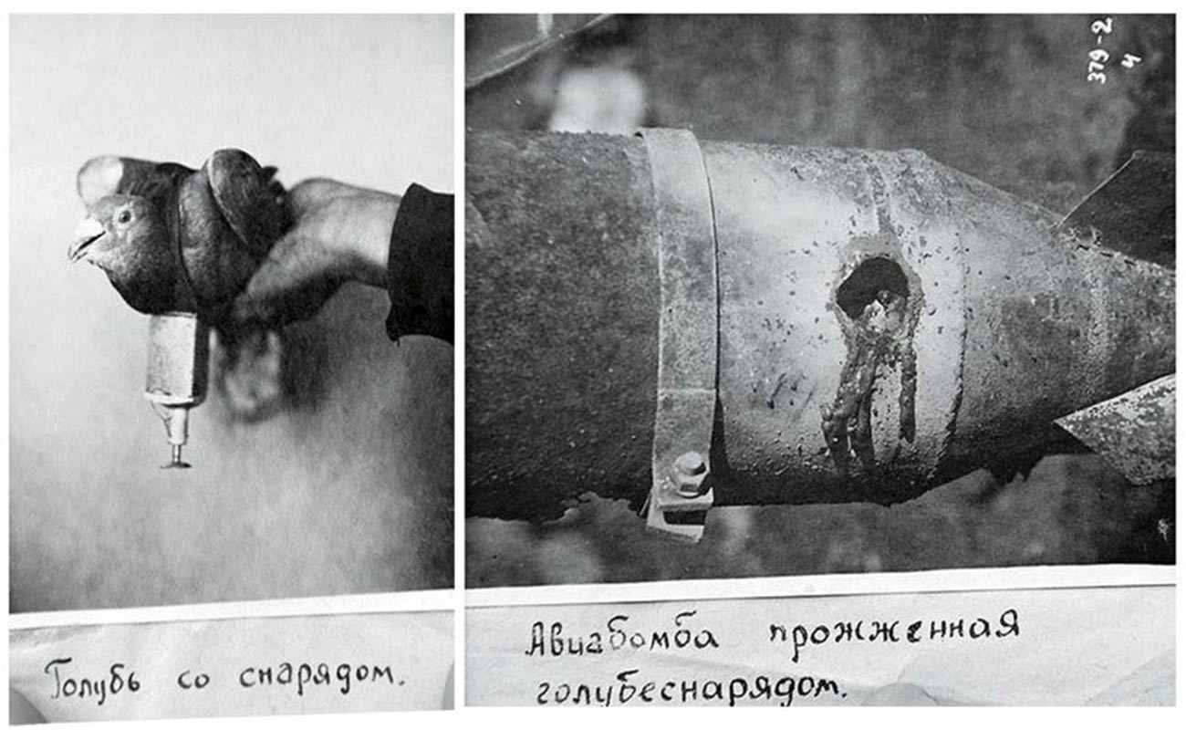 弾薬を付けた鳩（左）とその弾薬によって被害を受けた航空機搭載爆弾（右）