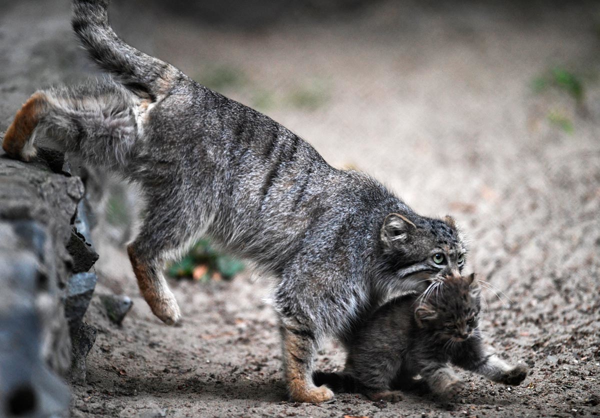 Induk kucing manul dan anaknya di Kebun Binatang Novosibirsk.