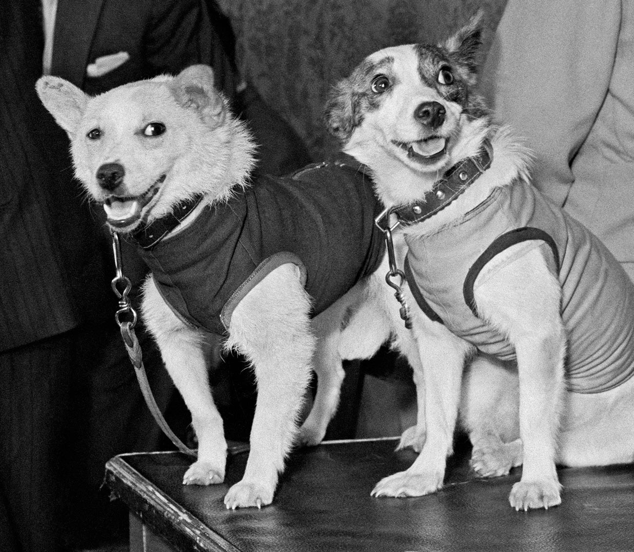 Собаки-космонавты Белка и Стрелка